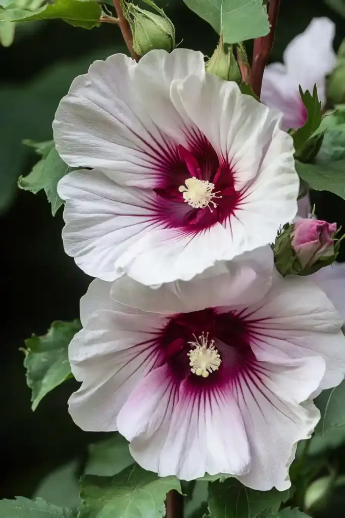 🌺 12. Rose Mallow (Hibiscus moscheutos)