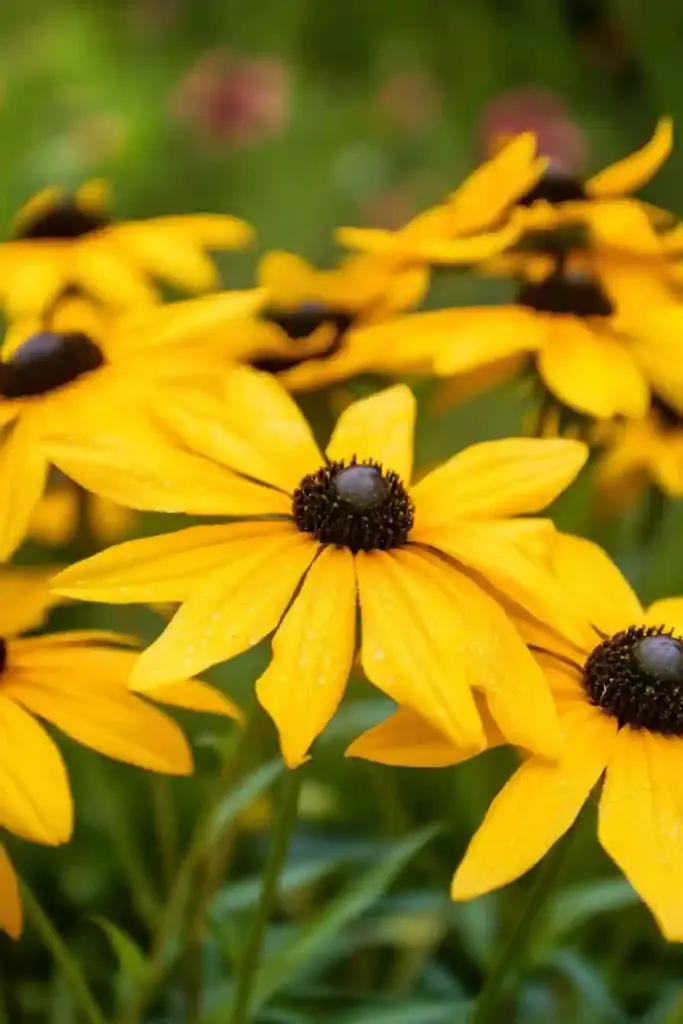 🌼 1. Black-eyed Susan (Rudbeckia hirta)