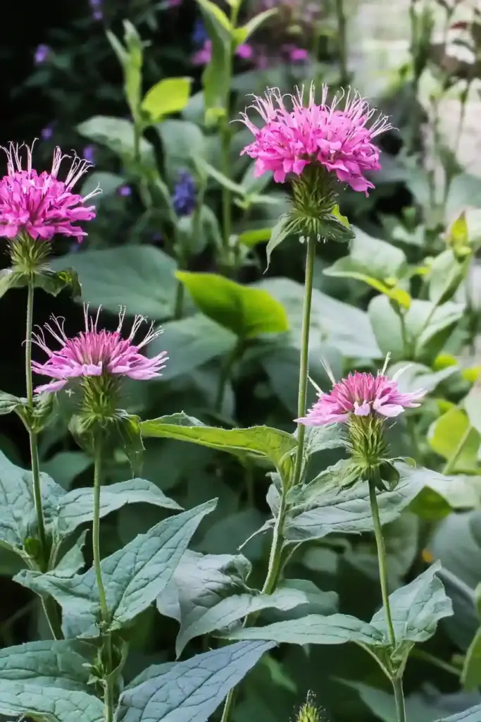 🍃 14. Bee Balm (Monarda spp.)