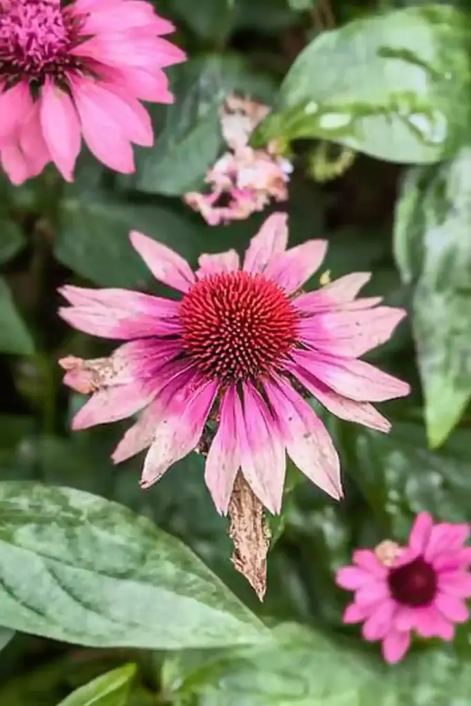 🌸 10. Coneflower (Echinacea spp.)