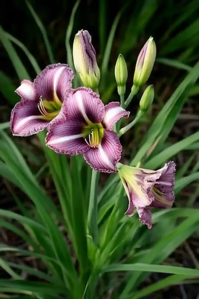 🌞 8. Daylilies (Hemerocallis spp.)