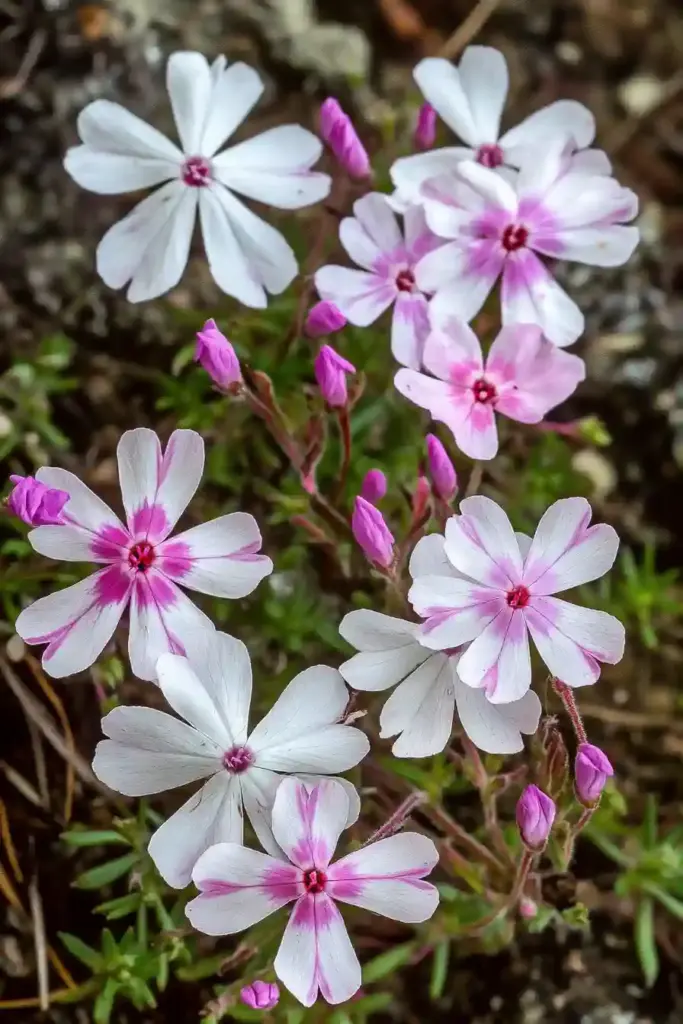 🌷 4. Creeping Phlox (Phlox subulata)