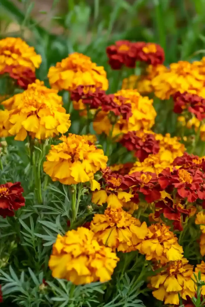 16 Stunning Drought-Tolerant Plants to Brighten Your Garden with Less Water 9. Marigold (Tagetes)