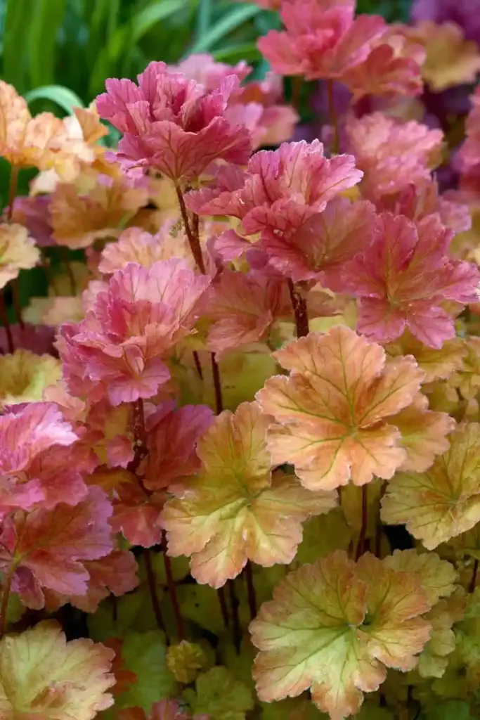 Coral Bells