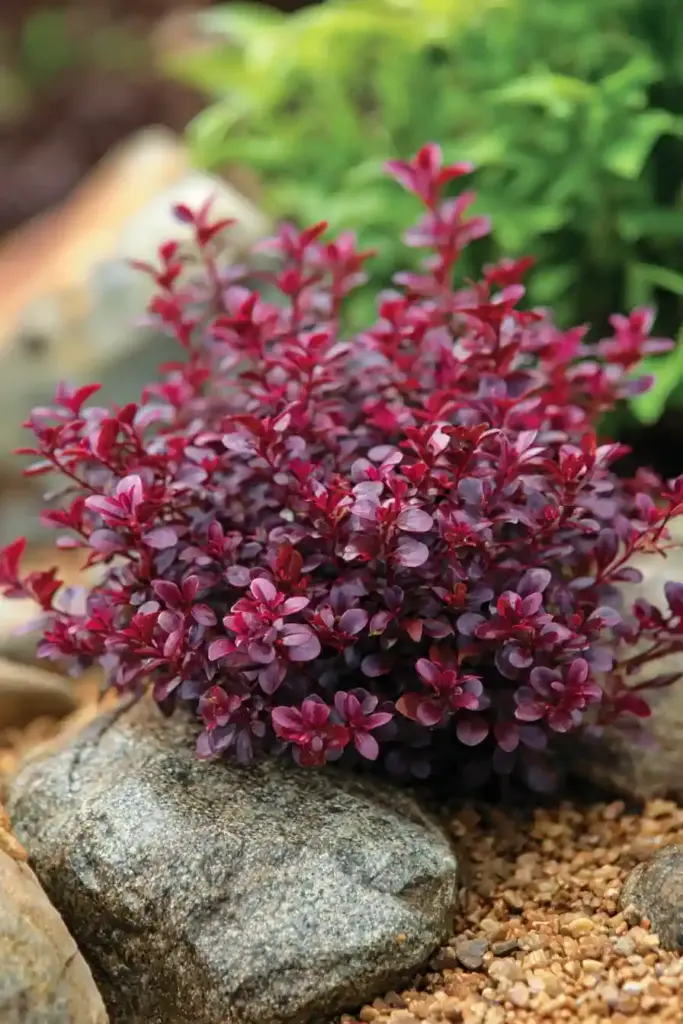 Japanese Barberry (Berberis thunbergii ‘Crimson Pygmy’)