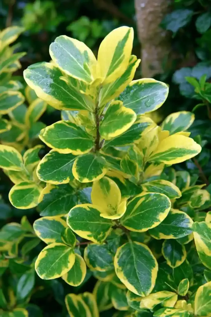 Golden Euonymus (Euonymus japonicus ‘Aureo-marginatus’)