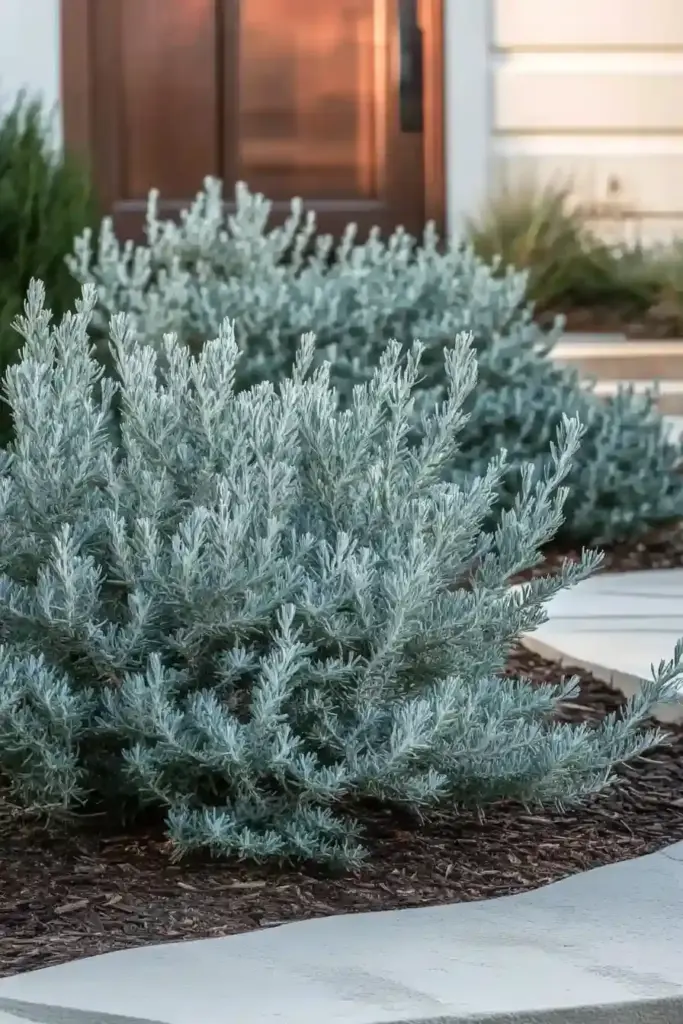 19 Best Low-Growing Shrubs for the Front of Your House 7. Winter Gem Boxwood (Buxus microphylla var. japonica ‘Winter Gem’)