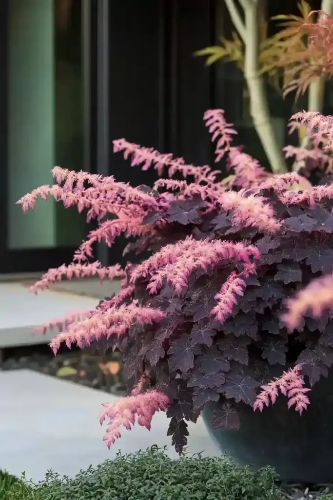 19 Best Low-Growing Shrubs for the Front of Your House 19. Dwarf Loropetalum (Loropetalum chinense ‘Purple Pixie’)