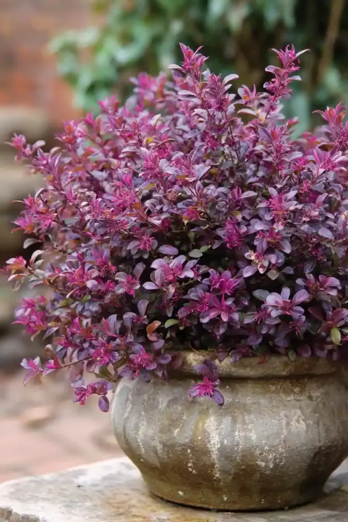 Dwarf Loropetalum (Loropetalum chinense ‘Purple Pixie’)