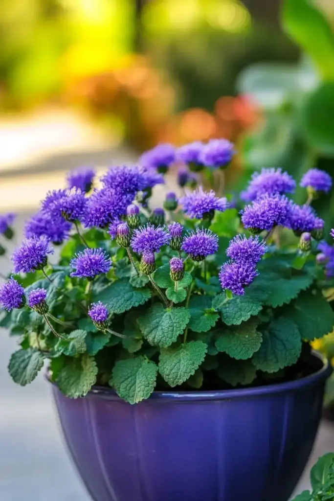 Mosquito Repellent Plants: How to Create a Stunning, Bug-Free Container Garden Flossflower