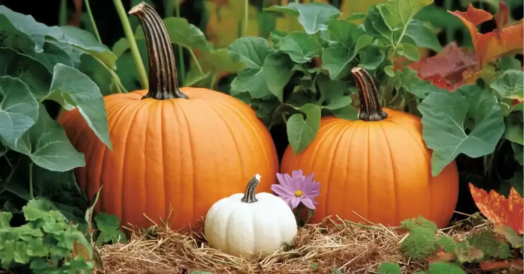 10 Best Vegetables to Grow for Beginner Gardening Pumpkins