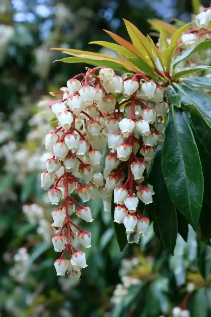  Japanese Pieris (Pieris japonica)