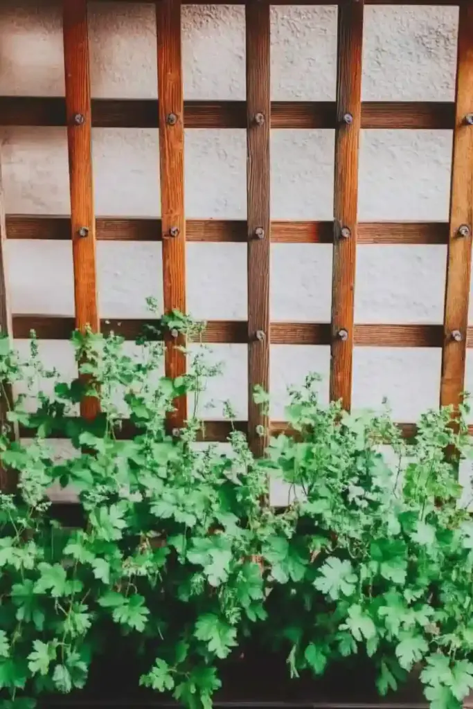 20 Best Vegetable Garden Layout Ideas to Transform Your Yard 🌿 10. Grow Up with Trellises and Climbing Crops