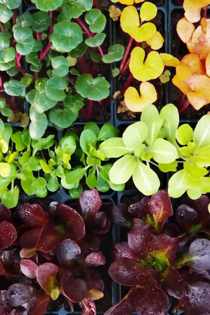 20 Best Vegetable Garden Layout Ideas to Transform Your Yard 🎨 3. Use Color to Coordinate Your Garden