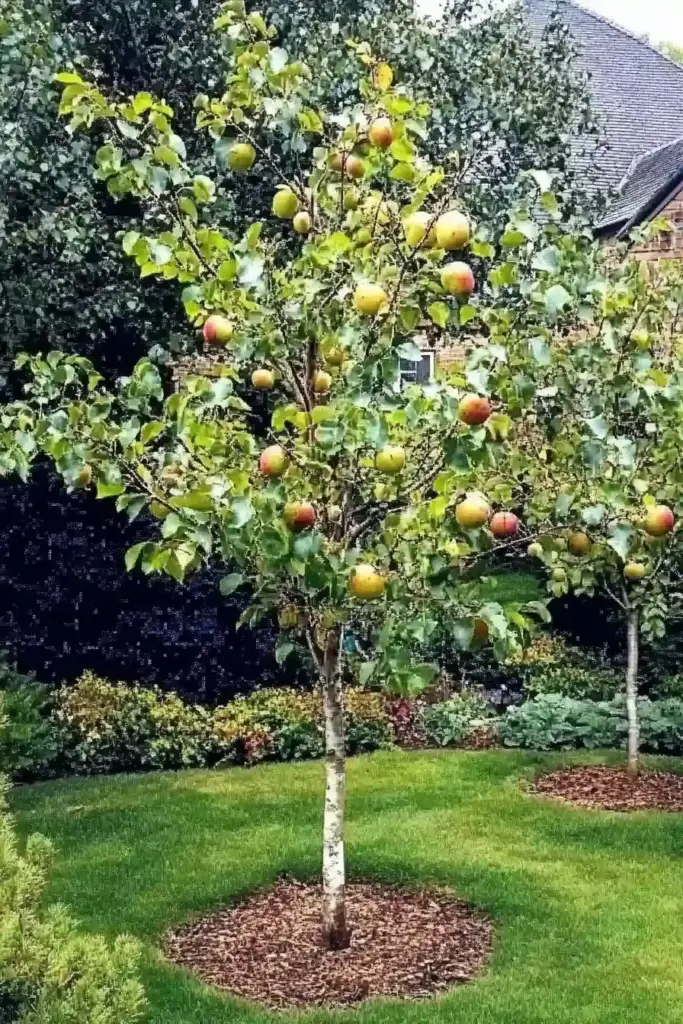 24 Ideas for An English Cottage Garden 🍏 Fruitful Orchard