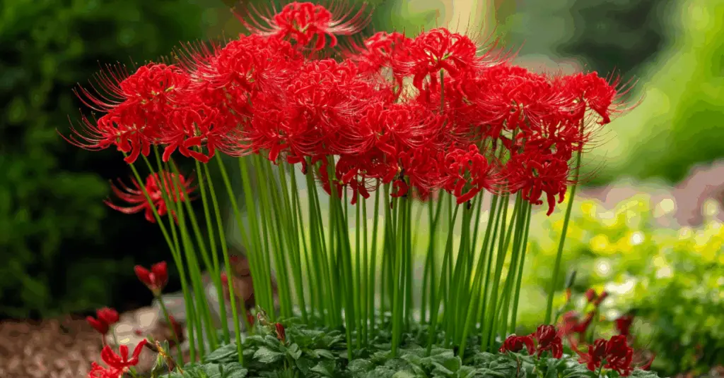 How to Grow and Care for Spider Lilies (Lycoris radiata) a group of Red spider lilies flowers