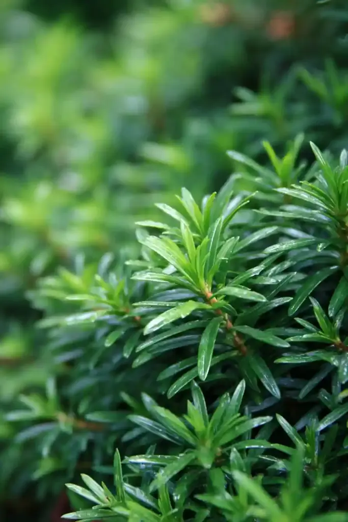  Dwarf Yew (Taxus baccata ‘Repandens’)