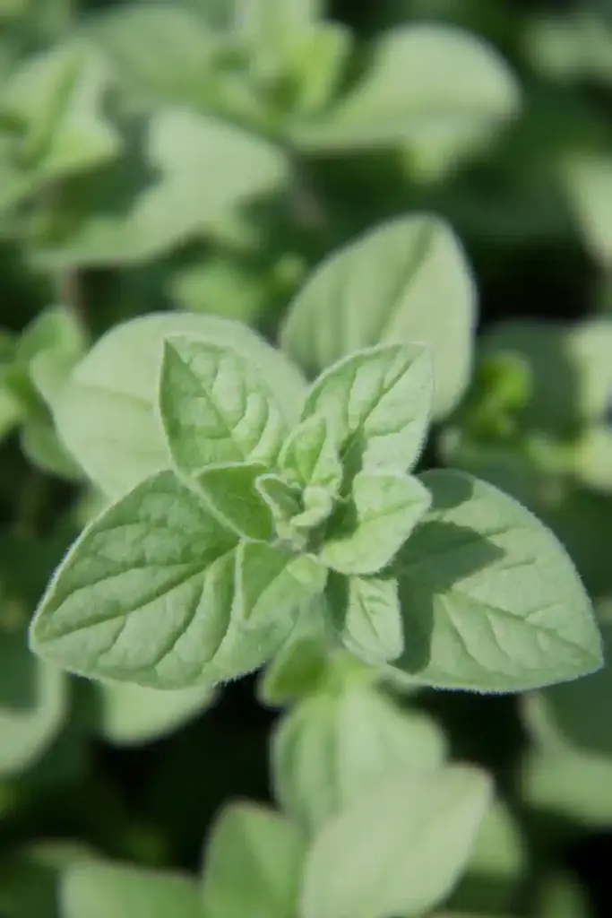 31 Best Drought-Tolerant Plants for a Colorful, Low-Maintenance Garden 2. Oregano (Origanum vulgare)