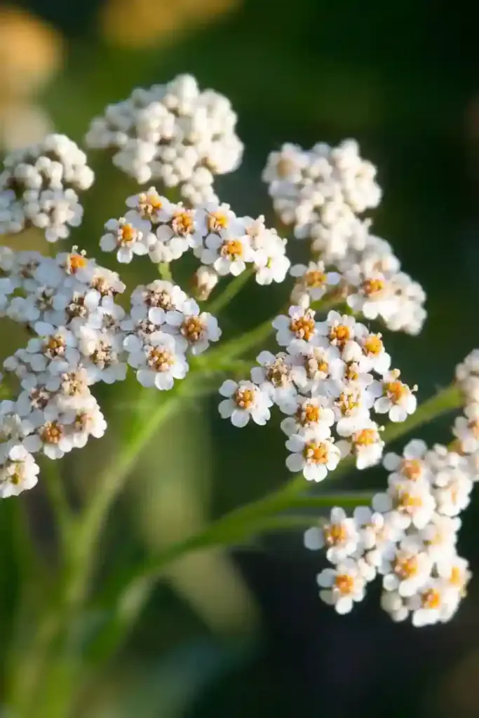31 Best Drought-Tolerant Plants for a Colorful, Low-Maintenance Garden 2. Yarrow (Achillea millefolium)