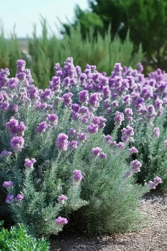 31 Best Drought-Tolerant Plants for a Colorful, Low-Maintenance Garden 3. Texas Sage (Leucophyllum frutescens)