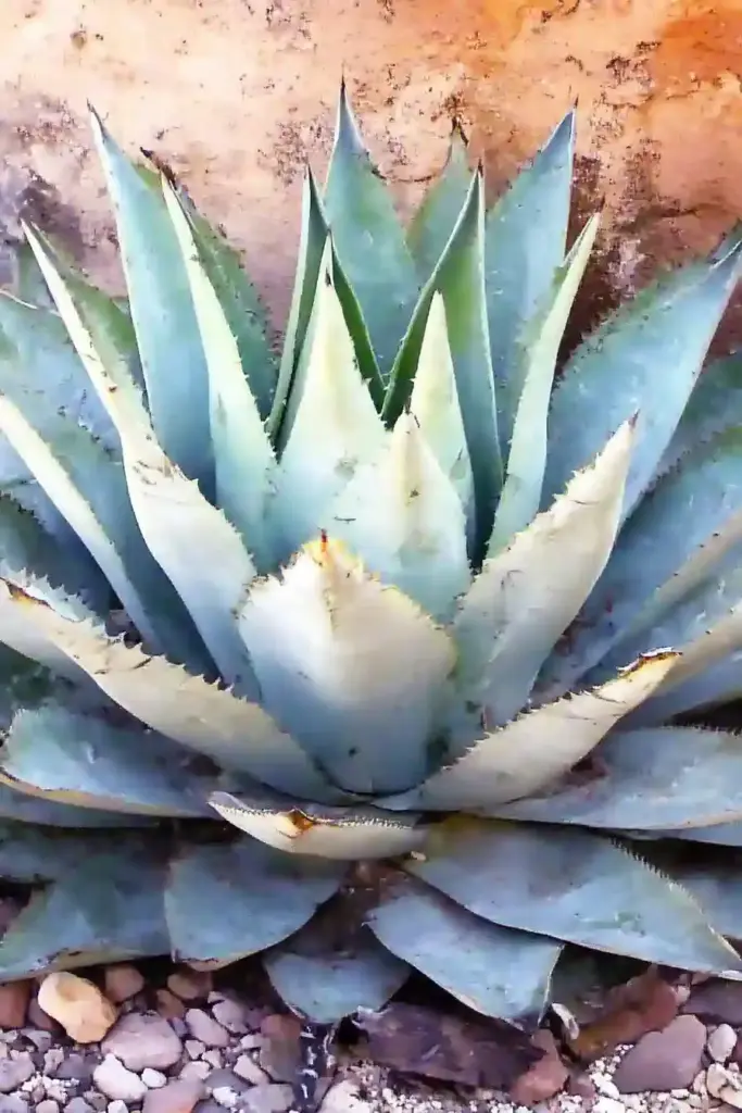 31 Best Drought-Tolerant Plants for a Colorful, Low-Maintenance Garden 7. Agave (Agave spp.)
