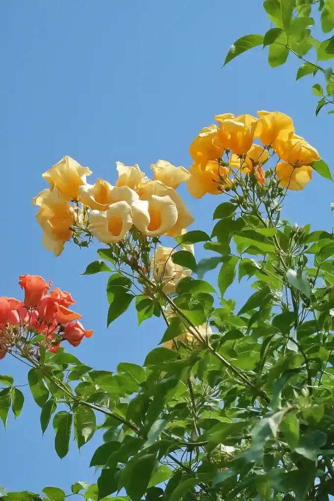 31 Best Drought-Tolerant Plants for a Colorful, Low-Maintenance Garden 1. Trumpet Vine (Campsis radicans)