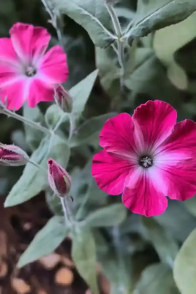 31 Best Drought-Tolerant Plants for a Colorful, Low-Maintenance Garden 4. Rose Campion (Lychnis coronaria)