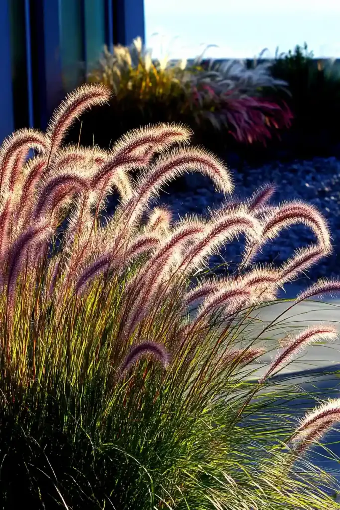 31 Best Drought-Tolerant Plants for a Colorful, Low-Maintenance Garden 3. Fountain Grass (Pennisetum spp.)