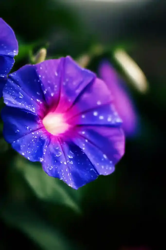 31 Best Drought-Tolerant Plants for a Colorful, Low-Maintenance Garden 3. Morning Glory (Ipomoea purpurea)