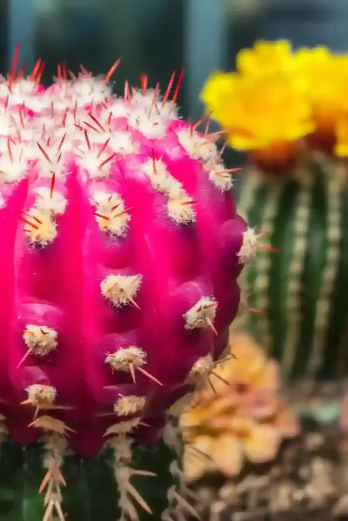 31 Best Drought-Tolerant Plants for a Colorful, Low-Maintenance Garden 2. Barrel Cactus (Ferocactus spp.)