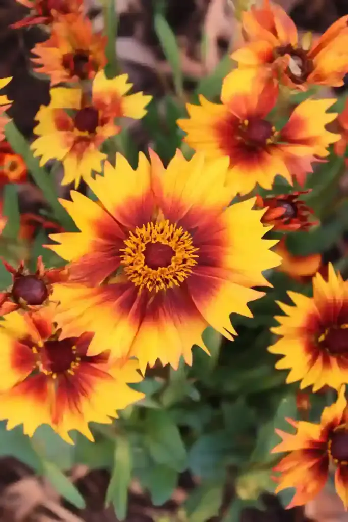 31 Best Drought-Tolerant Plants for a Colorful, Low-Maintenance Garden 3. Blanket Flower (Gaillardia)