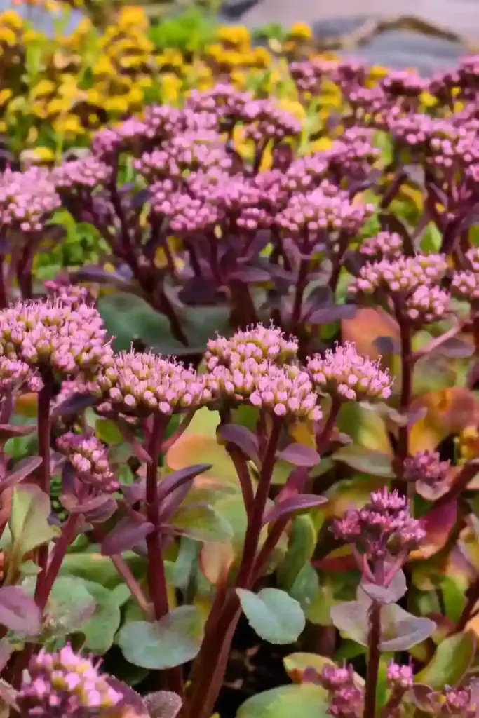 31 Best Drought-Tolerant Plants for a Colorful, Low-Maintenance Garden 4. Sedum (Sedum spp.)