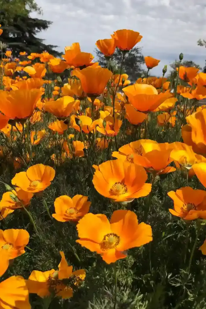 31 Best Drought-Tolerant Plants for a Colorful, Low-Maintenance Garden 2. California Poppy (Eschscholzia californica)