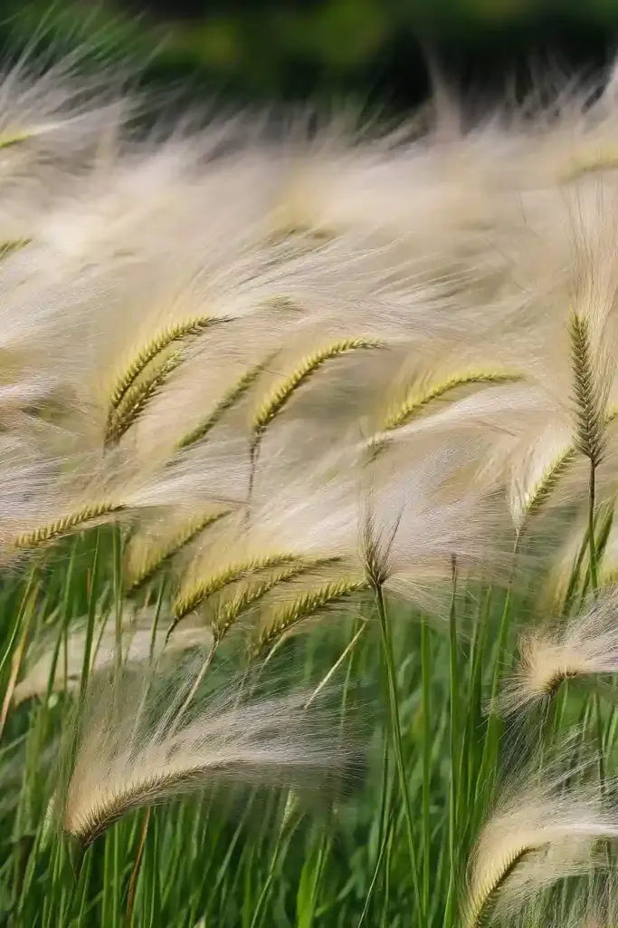 31 Best Drought-Tolerant Plants for a Colorful, Low-Maintenance Garden 1. Feather Grass (Stipa tenuissima / Nassella tenuissima)