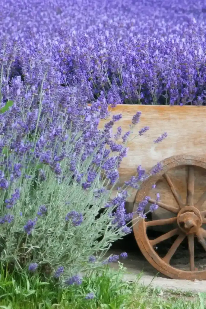 31 Best Drought-Tolerant Plants for a Colorful, Low-Maintenance Garden 4. Lavender (Lavandula spp.)
