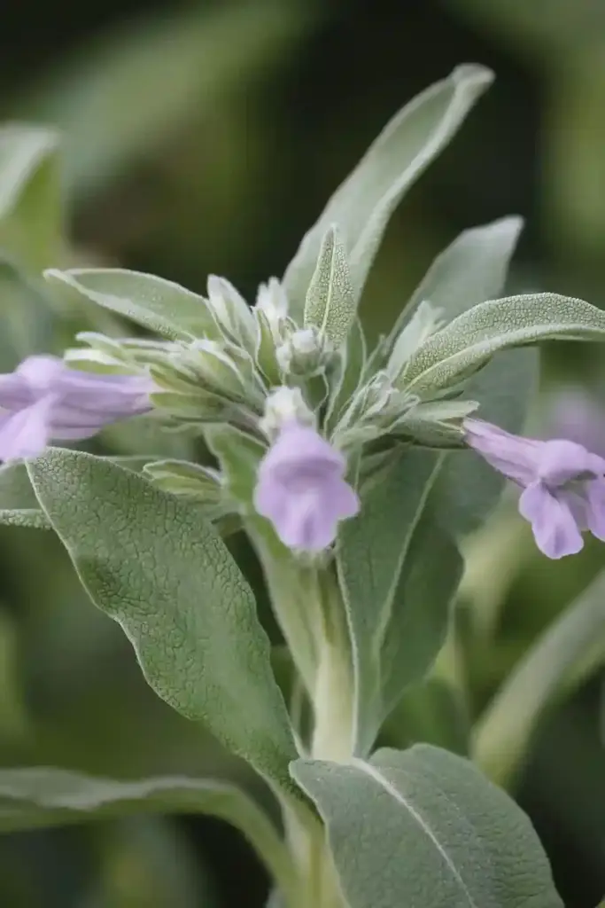 31 Best Drought-Tolerant Plants for a Colorful, Low-Maintenance Garden 3. Sage (Salvia officinalis)