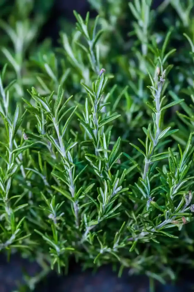 31 Best Drought-Tolerant Plants for a Colorful, Low-Maintenance Garden 1. Rosemary (Rosmarinus officinalis)
