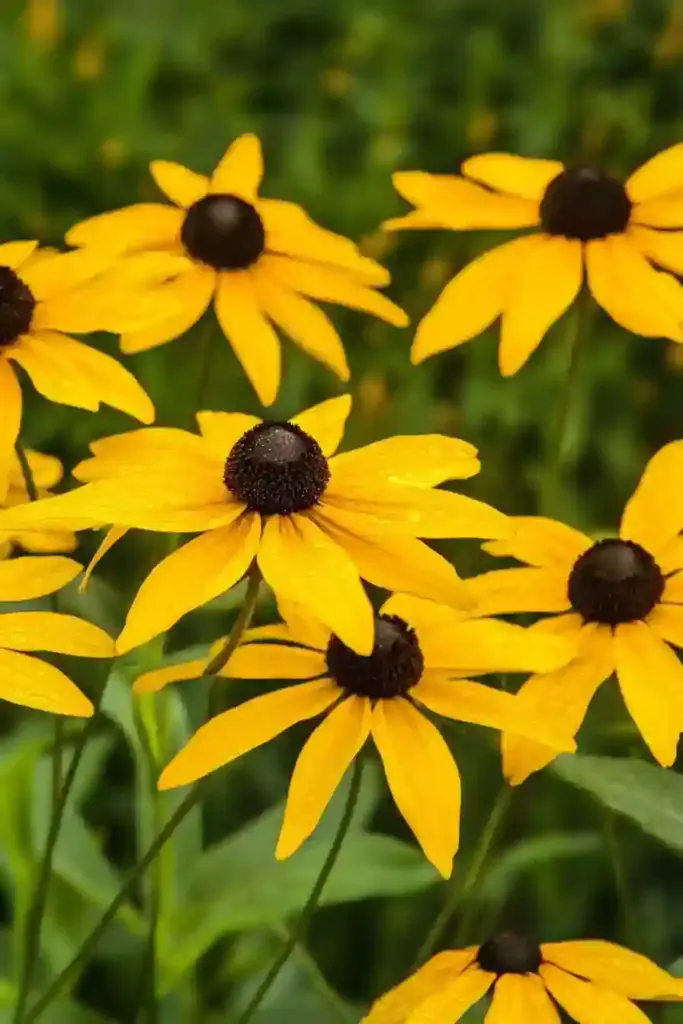 31 Best Drought-Tolerant Plants for a Colorful, Low-Maintenance Garden 1. Black-Eyed Susan (Rudbeckia hirta)