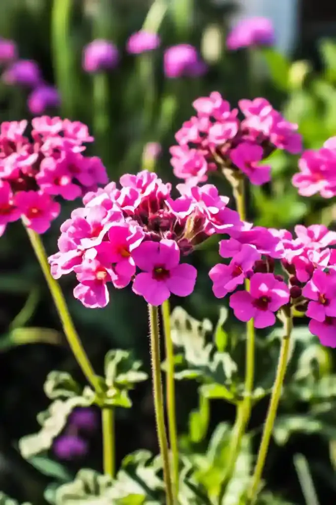 31 Best Drought-Tolerant Plants for a Colorful, Low-Maintenance Garden 6. Verbena (Verbena spp.)
