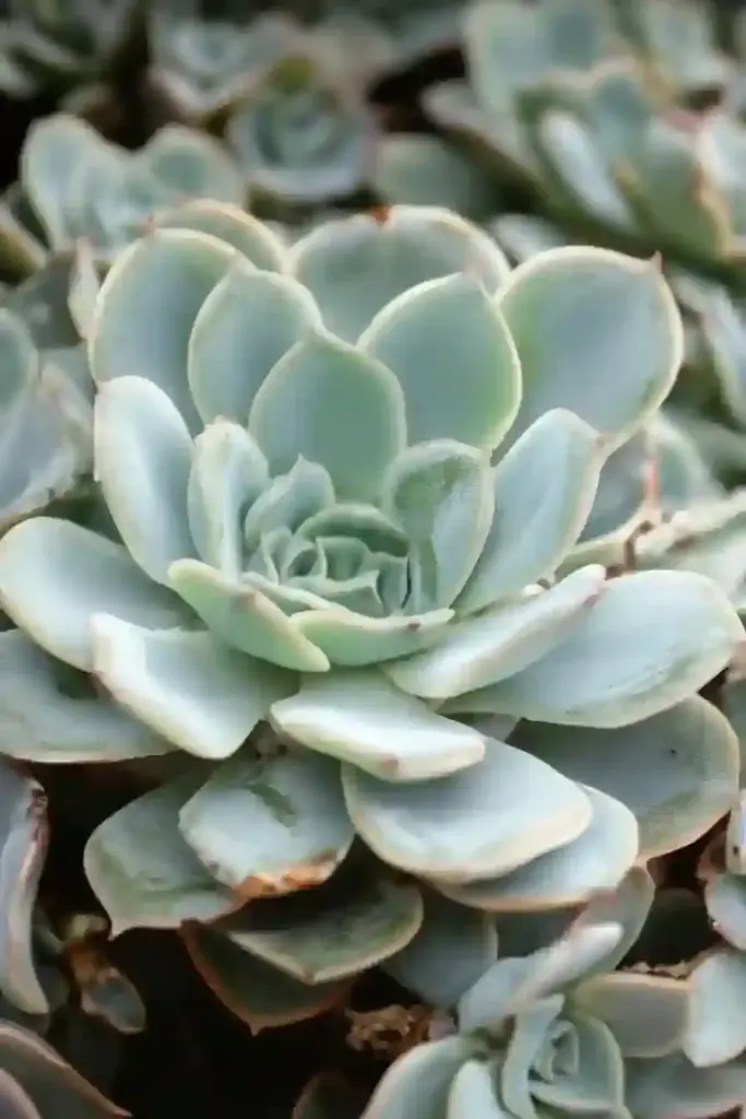 31 Best Drought-Tolerant Plants for a Colorful, Low-Maintenance Garden 5. Echeveria (Echeveria spp.)