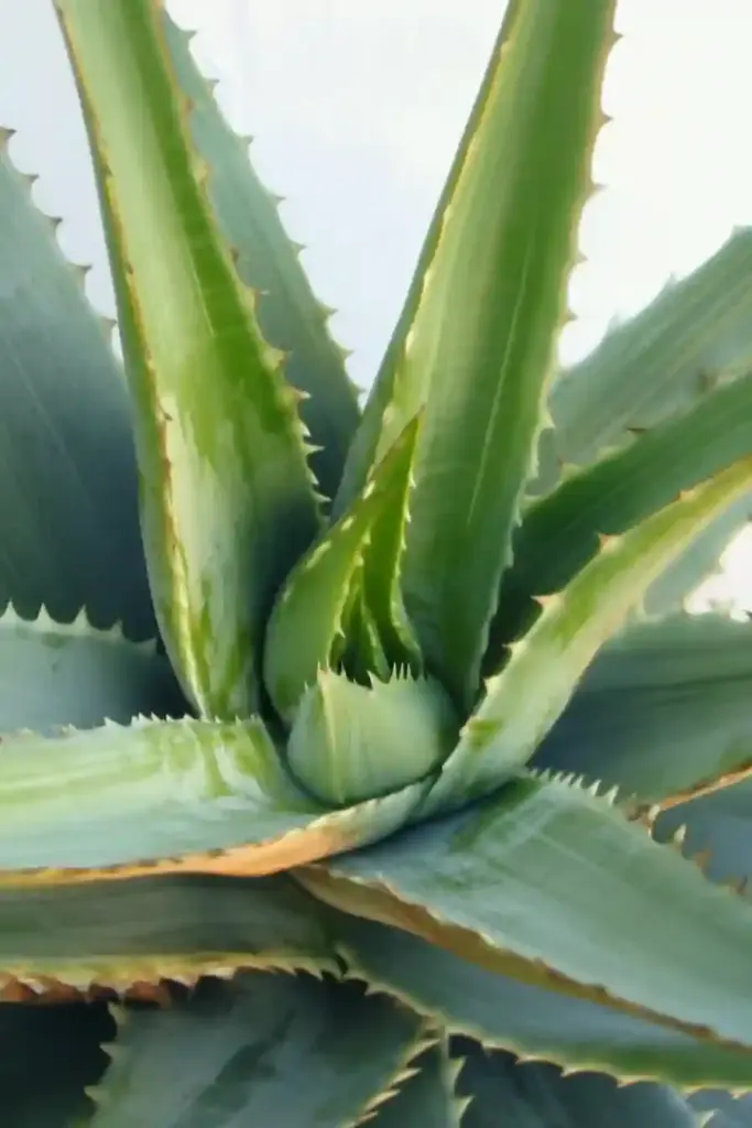 31 Best Drought-Tolerant Plants for a Colorful, Low-Maintenance Garden 6. Aloe (Aloe vera)
