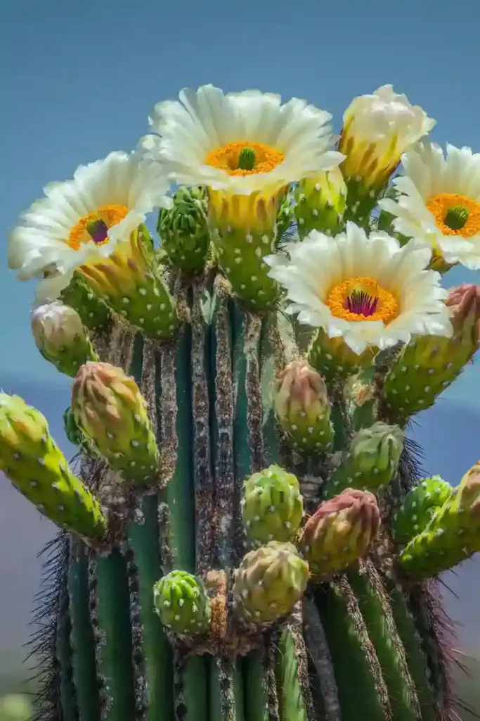 31 Best Drought-Tolerant Plants for a Colorful, Low-Maintenance Garden 1. Saguaro (Carnegiea gigantea)