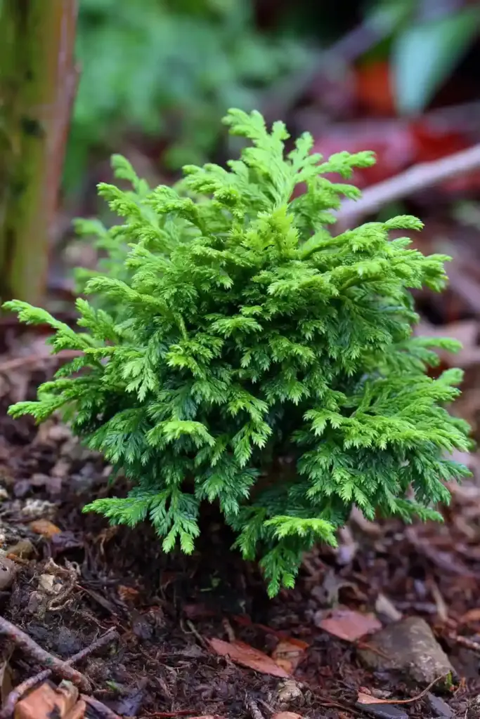 Dwarf Hinoki Cypress (Chamaecyparis obtusa ‘Nana Gracilis’)