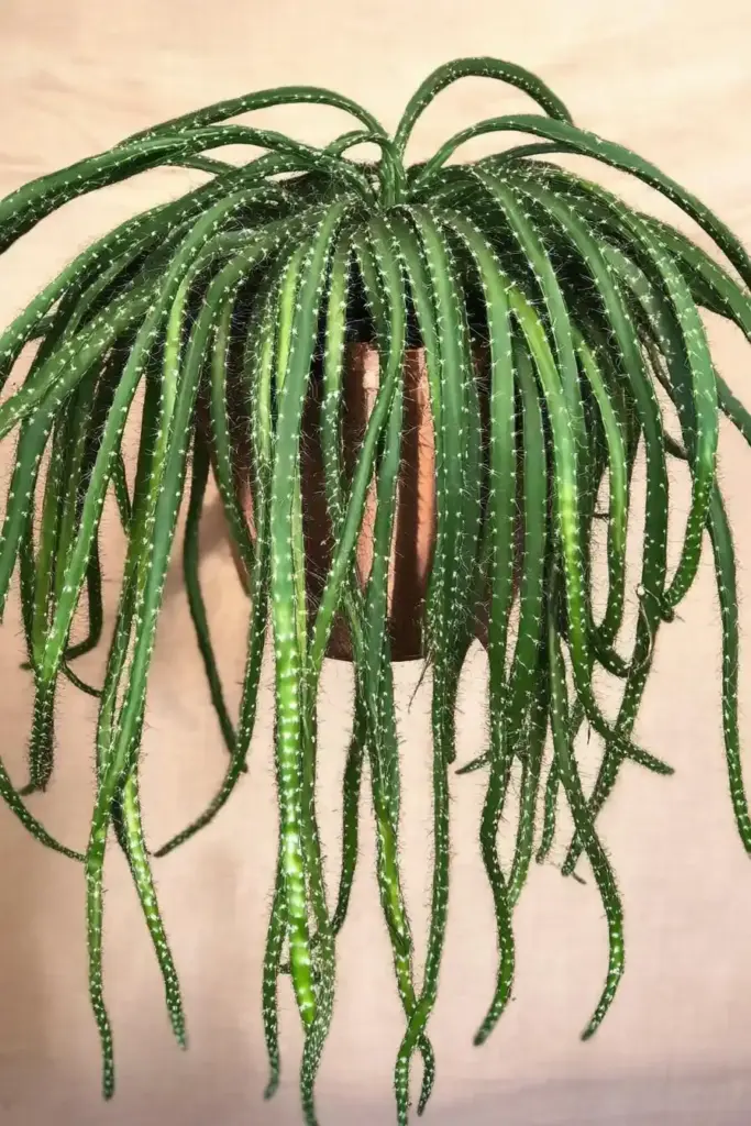 The 4 Most Common Types of Cactus Plants That You Can Grow 4. Rhipsalis Cactus