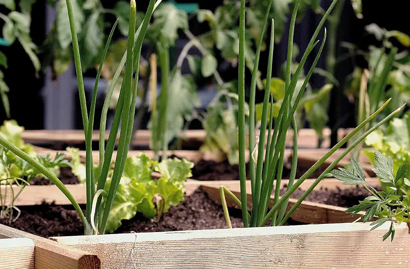 5 Expert Tips for Gardening in Planter Boxes: Easy Wins for Any Outdoor Space 🌿 Tip 3: Pick the Perfect Planter Box Size