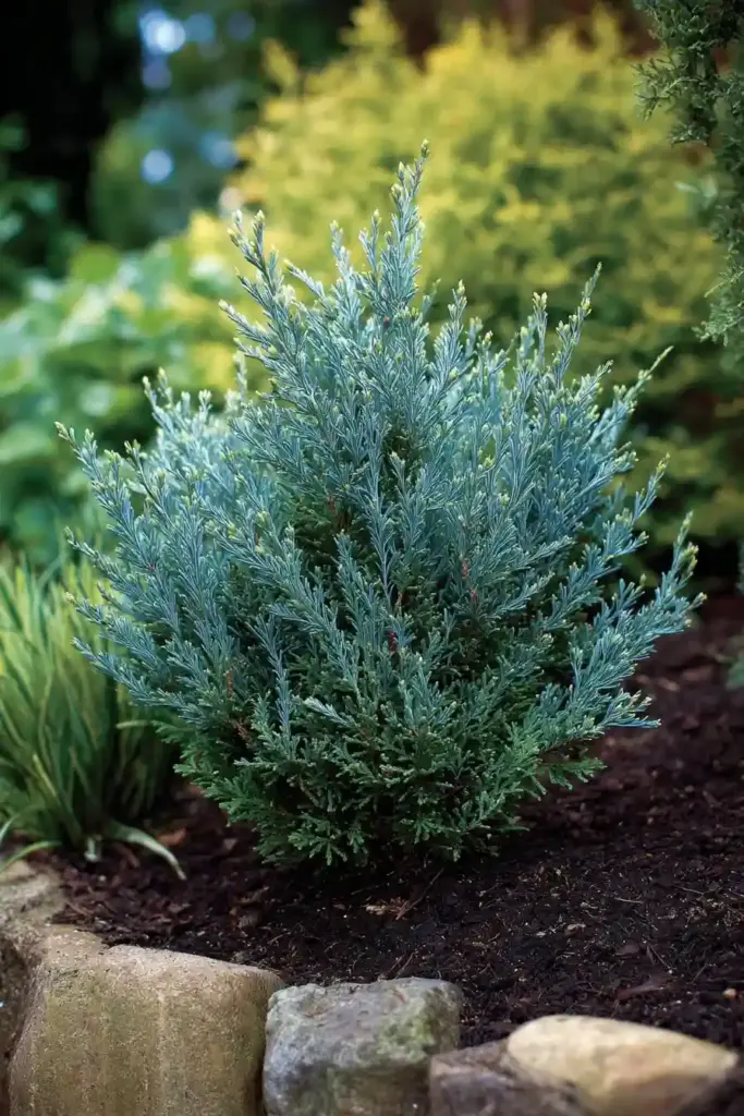 Blue Star Juniper (Juniperus squamata ‘Blue Star’)