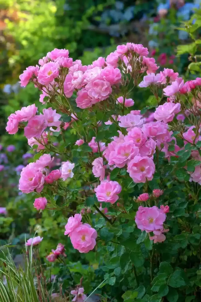 The Fairy Rose (Rosa ‘The Fairy’)