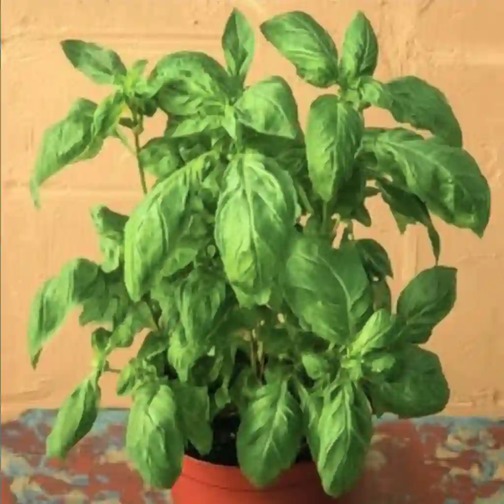 Mosquitoes Hate These Plants: Natural Repellents You Can Grow Indoors and Out