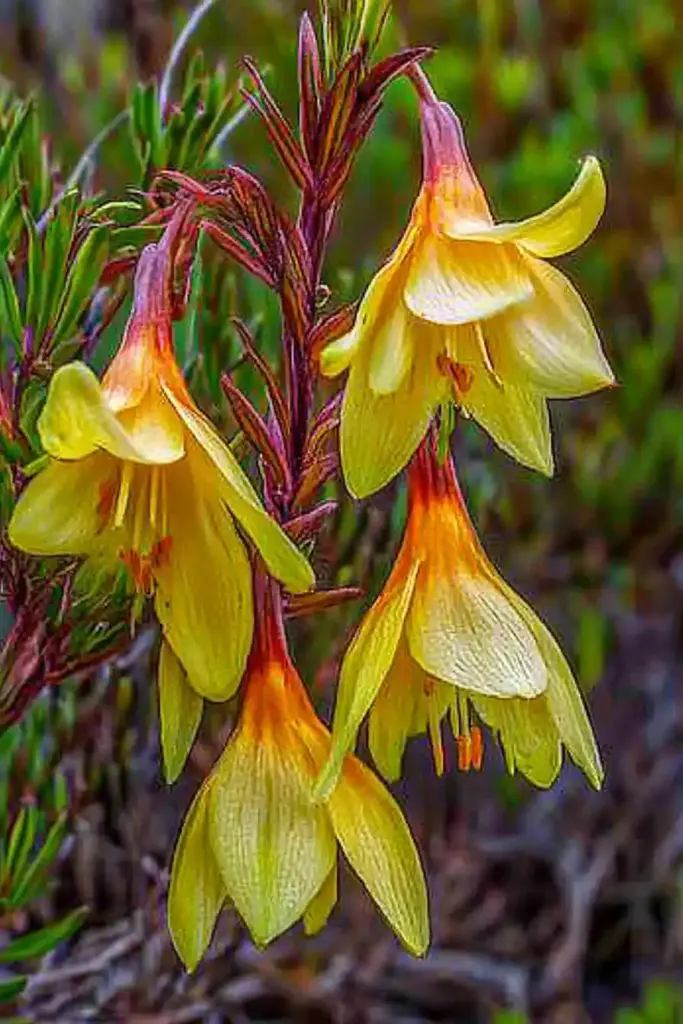 Birdflower