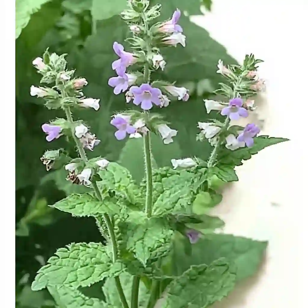Mosquitoes Hate These Plants: Natural Repellents You Can Grow Indoors and Out